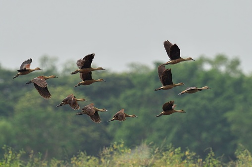 A lesser whistling-ducks soaring in the sky above a lush forest landscape