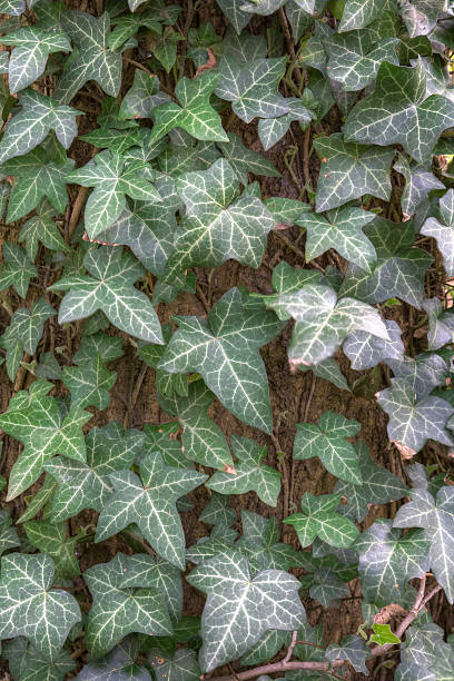 istock Background of green ivy leaves 182801171