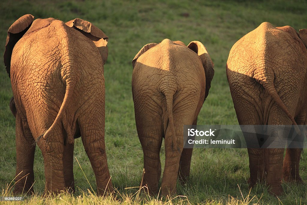 Вид сзади в три африканских слонов ходьба - Стоковые фото Африка роялти-фри