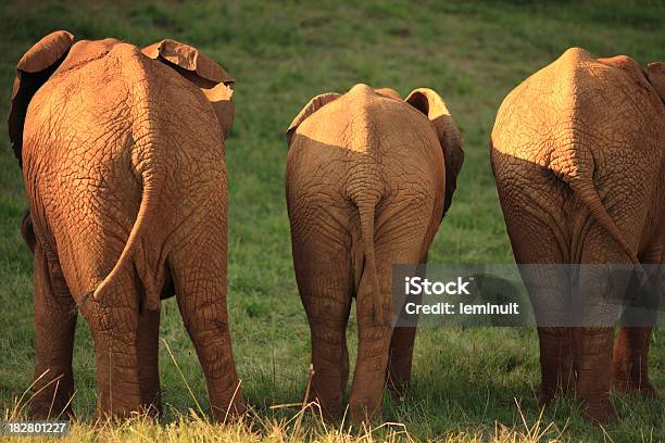 Вид Сзади В Три Африканских Слонов Ходьба — стоковые фотографии и другие картинки Африка - Африка, Африканский слон, Вид сзади