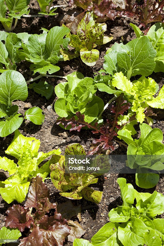 상추가 증가하고 있는 채소 정원 - 로열티 프리 0명 스톡 사진