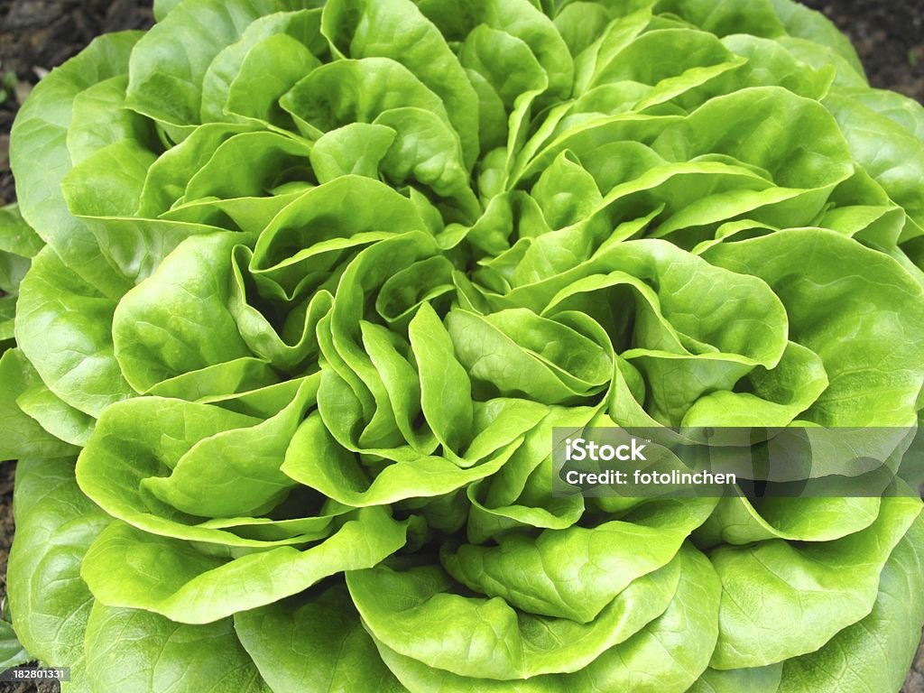 Green Salat  - Lizenzfrei Grüner Salat Stock-Foto