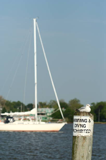 Seagull and sailing Seagull rests on a dock post and sailboat rests in the background. chestertown stock pictures, royalty-free photos & images