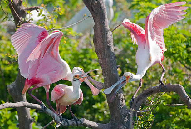 Roseate Spoonbills in a Rookery