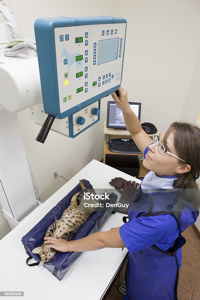 Женщина готовит системы органов рентгенолог в Cat - Стоковые фото Ветеринар роялти-фри