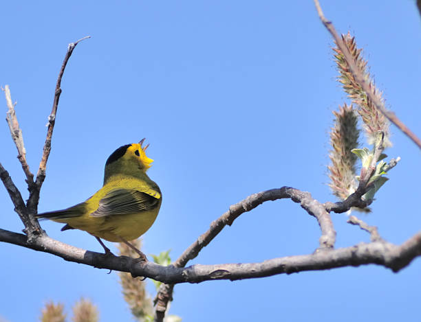 istock Wilson's Warbler Singing In Breeding Season 182801701