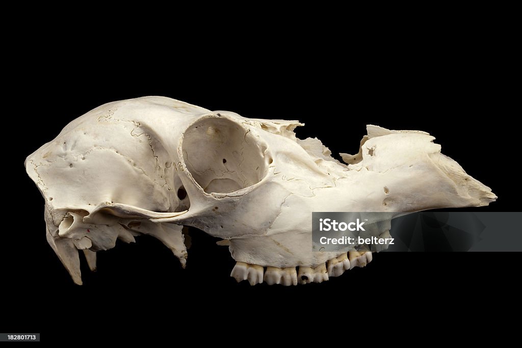 Crâne de cerf - Photo de Animal mort libre de droits