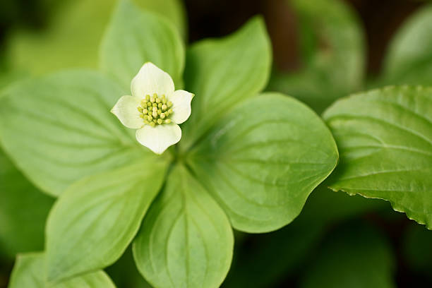 istock Bunchberry (Cornus canadiensis) world's fastest plant. 182801800