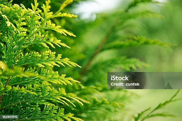 Moldura De Cypress - Fotografias de stock e mais imagens de Abeto - Abeto, Agulha - Parte de planta, Ao Ar Livre