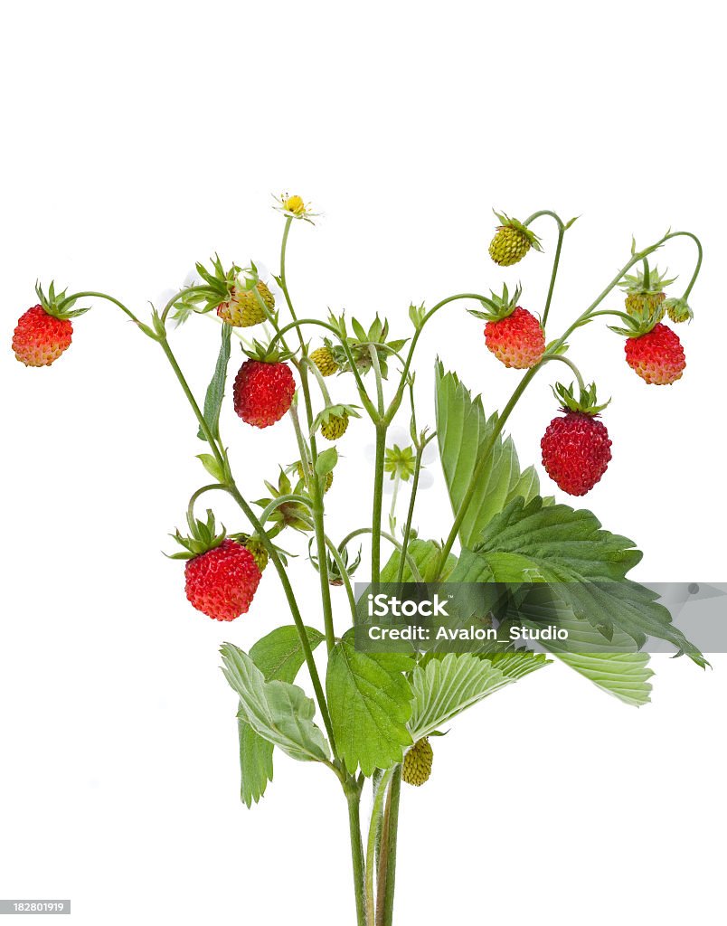 Fresas - Foto de stock de Flora libre de derechos