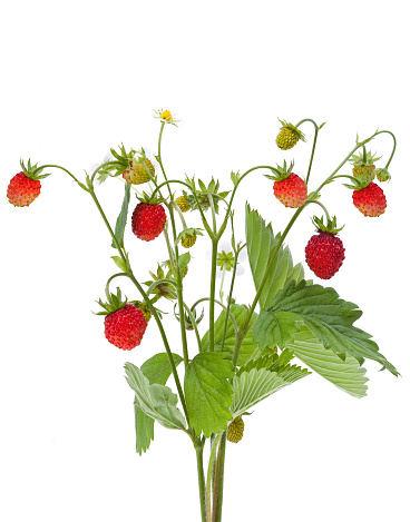 Strawberries plant