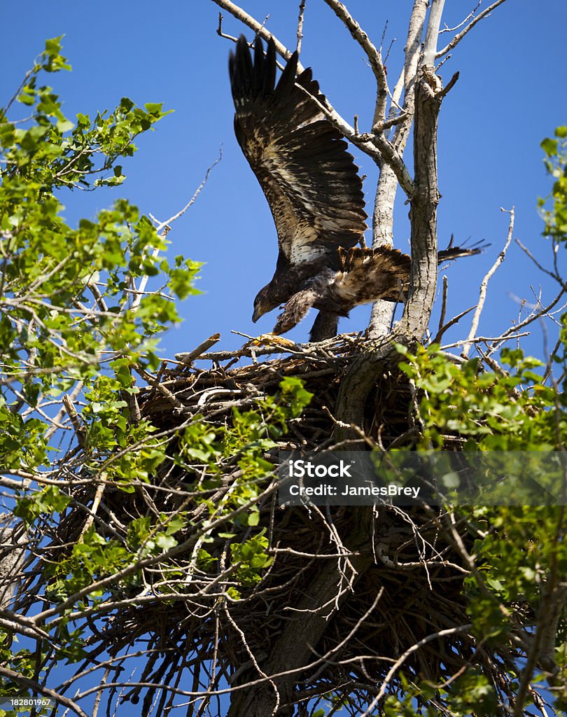 Airborne; Baby Bald Eagle's ersten Flug, nur wenige Zentimeter über dem Nest - Lizenzfrei Adlerjunges Stock-Foto