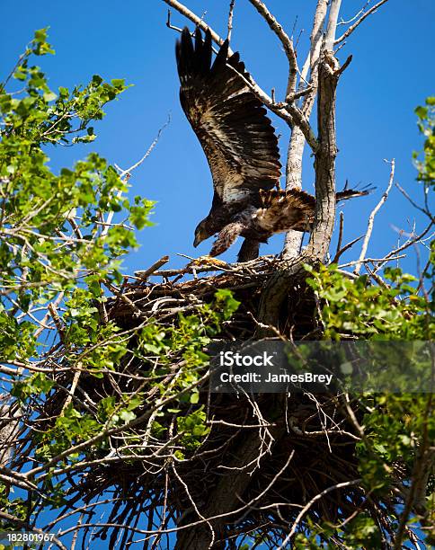 Airborne Baby Bald Eagles Ersten Flug Nur Wenige Zentimeter Über Dem Nest Stockfoto und mehr Bilder von Adlerjunges