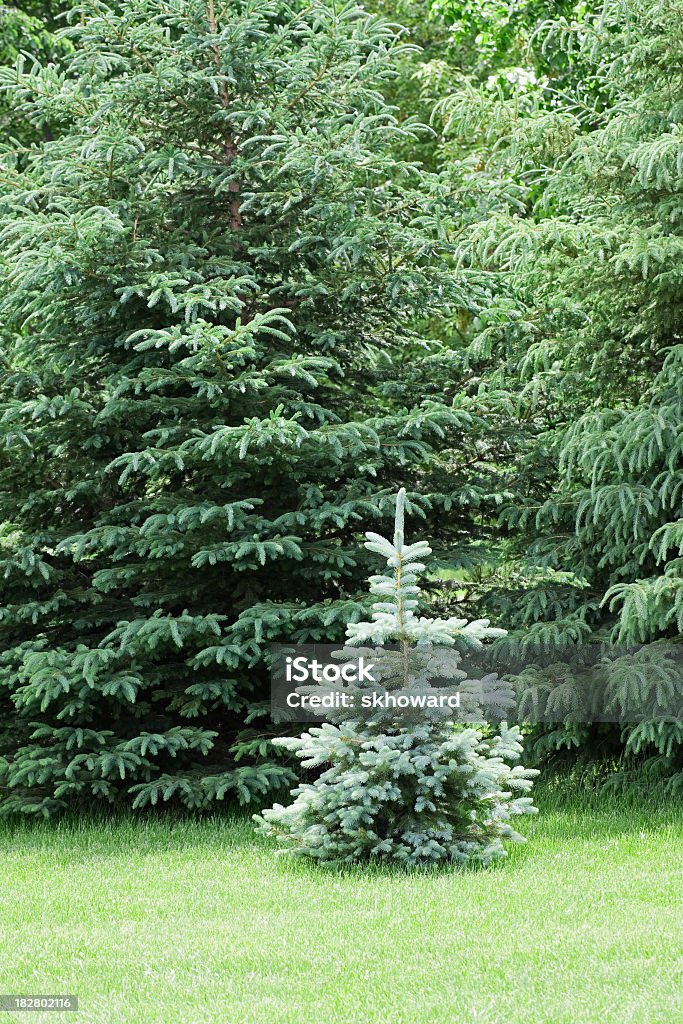 Kleine Blue Spruce Tree – vertikal - Lizenzfrei Blaufichte Stock-Foto