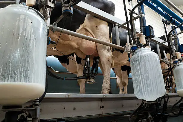 Automated milking of cows.