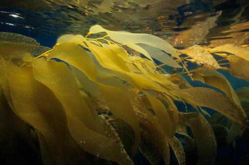 Kelp floating near surface