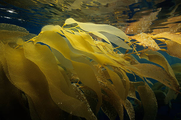 Golden Kelp stock photo