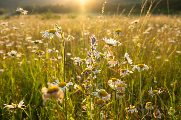 istock Bright rays of the sun illuminate the field with daisies 1828026733