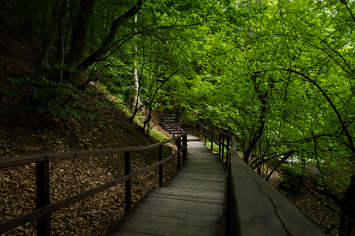 Forest stairs walk. A green dense summer forest without people. A journey to an unknown place. The concept of adventure, exploration. Wooden staircase for nature walks. A fabulous place. summer time