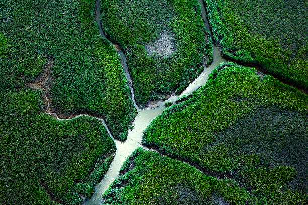 Mangue - foto de acervo