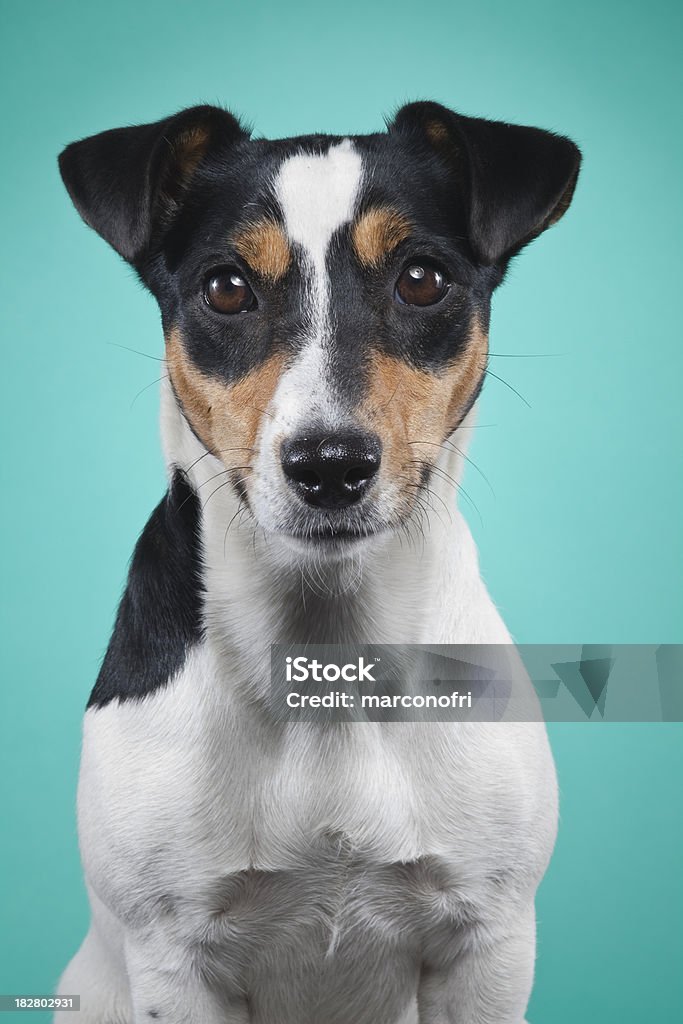 Jack Russell - Zbiór zdjęć royalty-free (Biały)