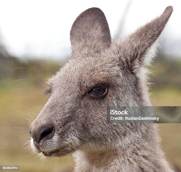 Retrato De Primer Plano De Kangaroo Foto de stock y más banco de imágenes de Aire libre - Aire libre, Animal, Animales salvajes
