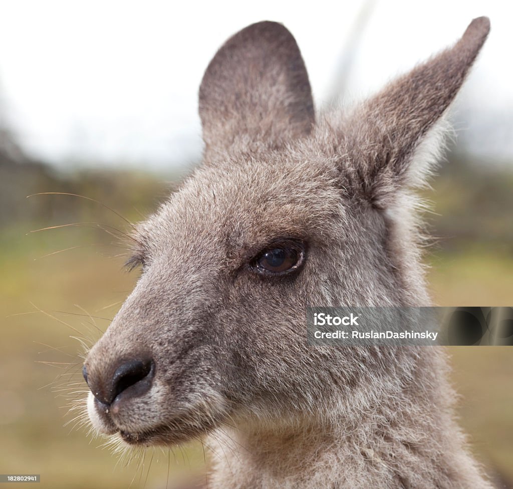 Gros plan portrait de kangourou - Photo de Animaux à l'état sauvage libre de droits