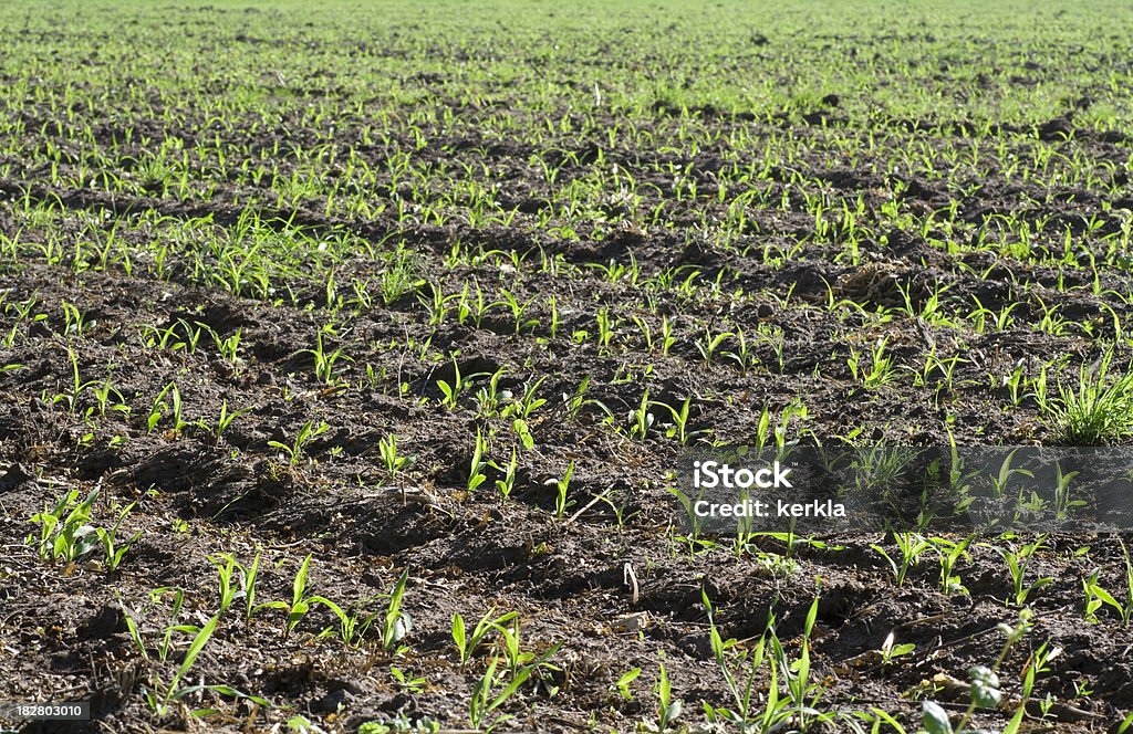 Young maize young maize just coming out of earth Agricultural Field Stock Photo