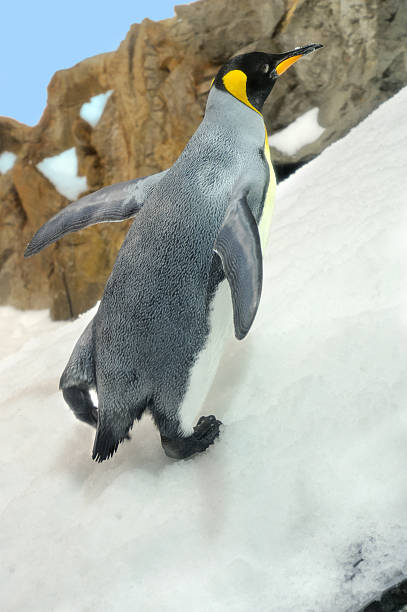 istock Penguin Walking Outdoors 182803022