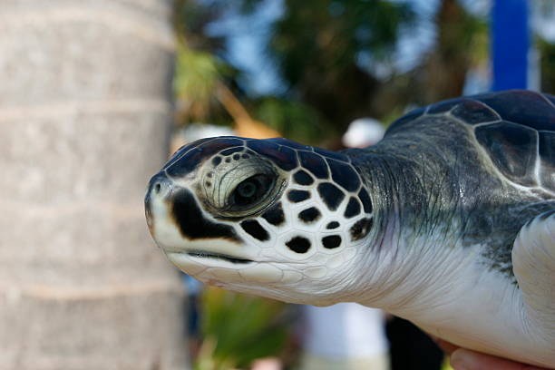 istock Baby Green Sea Turtle 182803189