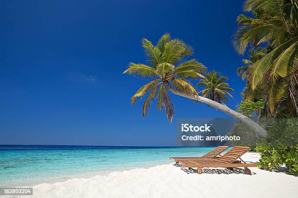 Sun Beds Under Palmtree At Beachfront Stock Photo - Download Image Now - Beach, Beauty In Nature, Chair