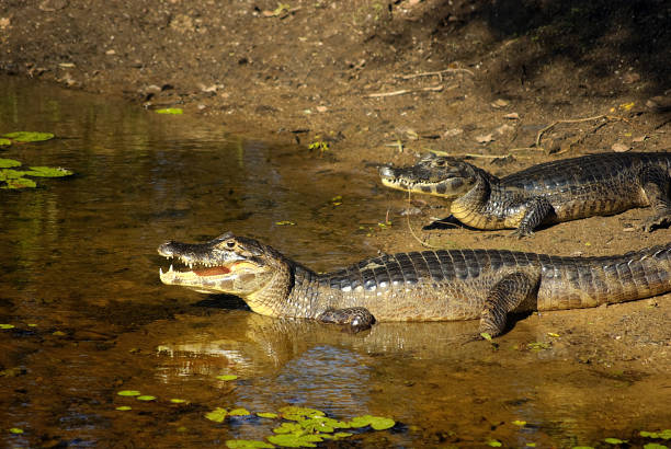 istock Caiman Yacare, Pantanal, Brazil 182803255