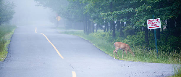 istock female deer on the road crossing 182803344