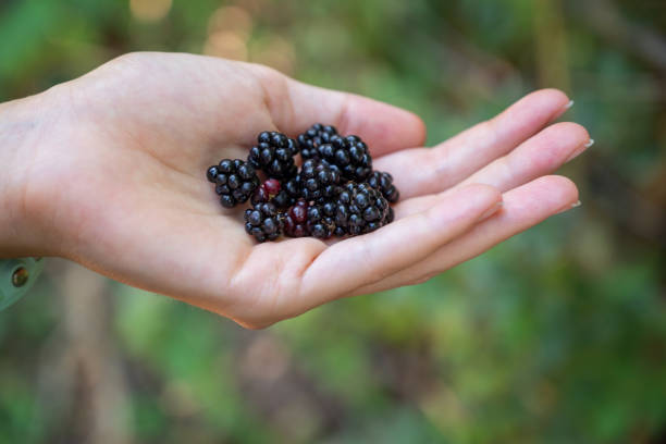 istock Hands full of fresh Dewberries fruits 1828033456