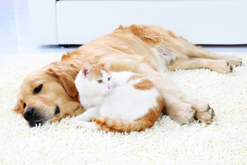 Friendship of dog and cat- resting together.