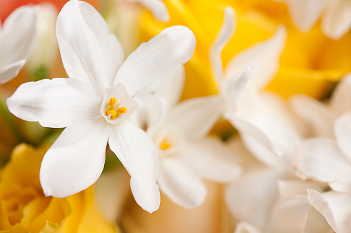 1500+ Jasmine Flower Pictures | Download Free Images on Unsplash