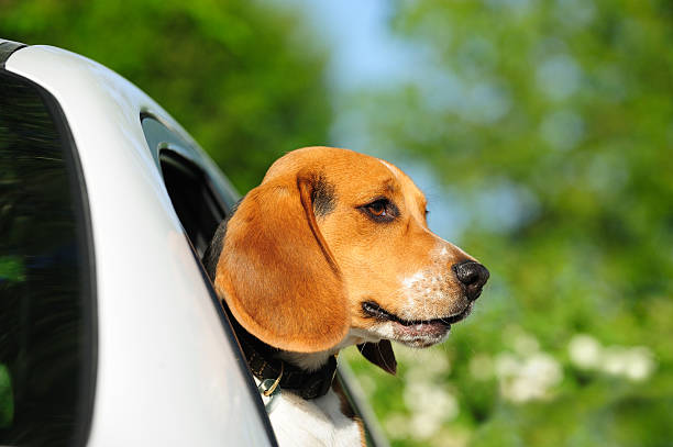 istock Beagle puppy in car window 182803792