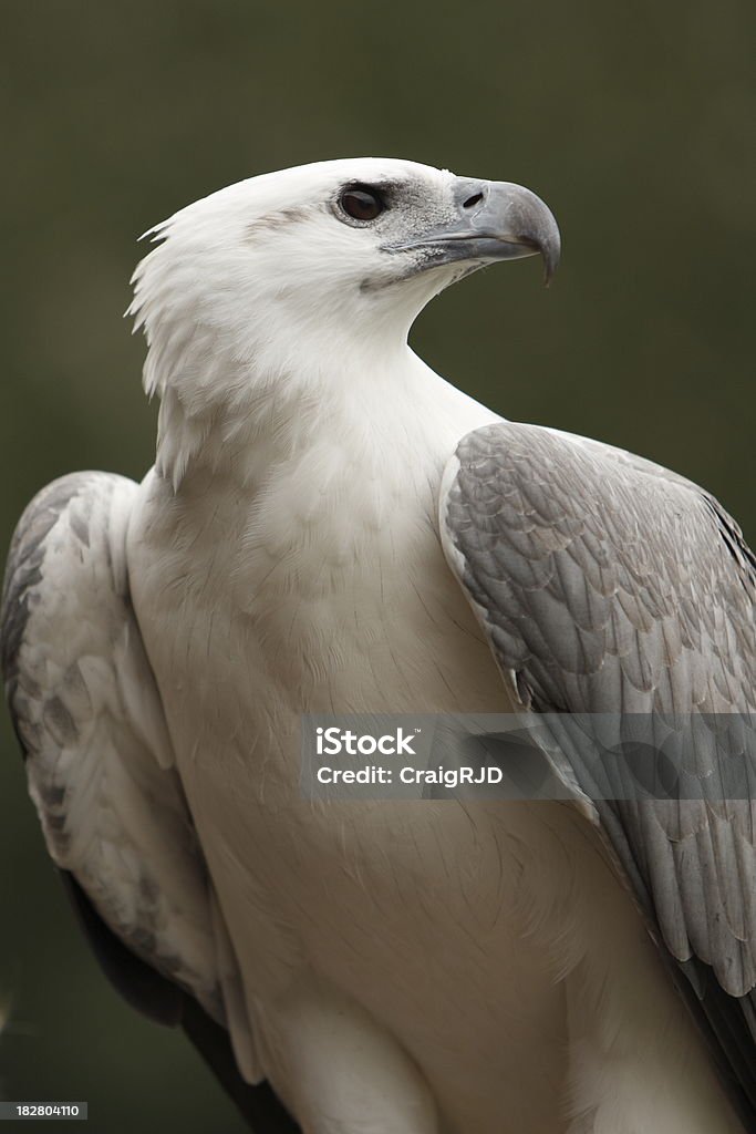 Águila mar de vientre blanco - Foto de stock de Águila libre de derechos