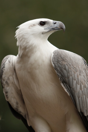 The white bellied sea eagle close up