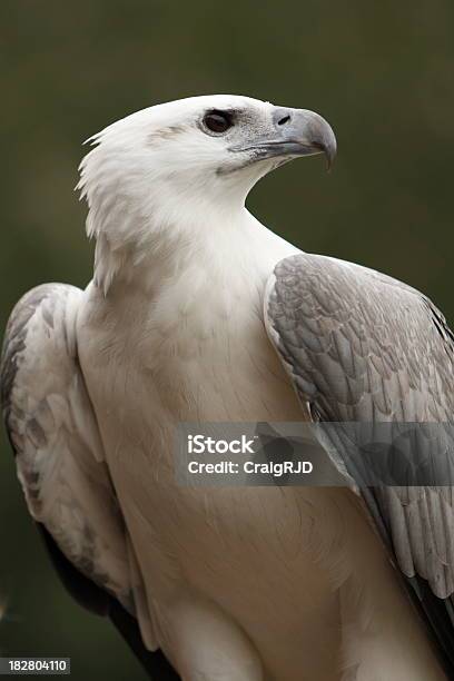 White Bellied Sea Eagle Stock Photo - Download Image Now - Eagle - Bird, Animal, Animal Wildlife