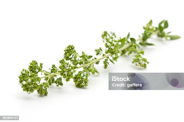 Oregano In Blume Stockfoto und mehr Bilder von Oregano - Oregano, Wildpflanze, Ast - Pflanzenbestandteil