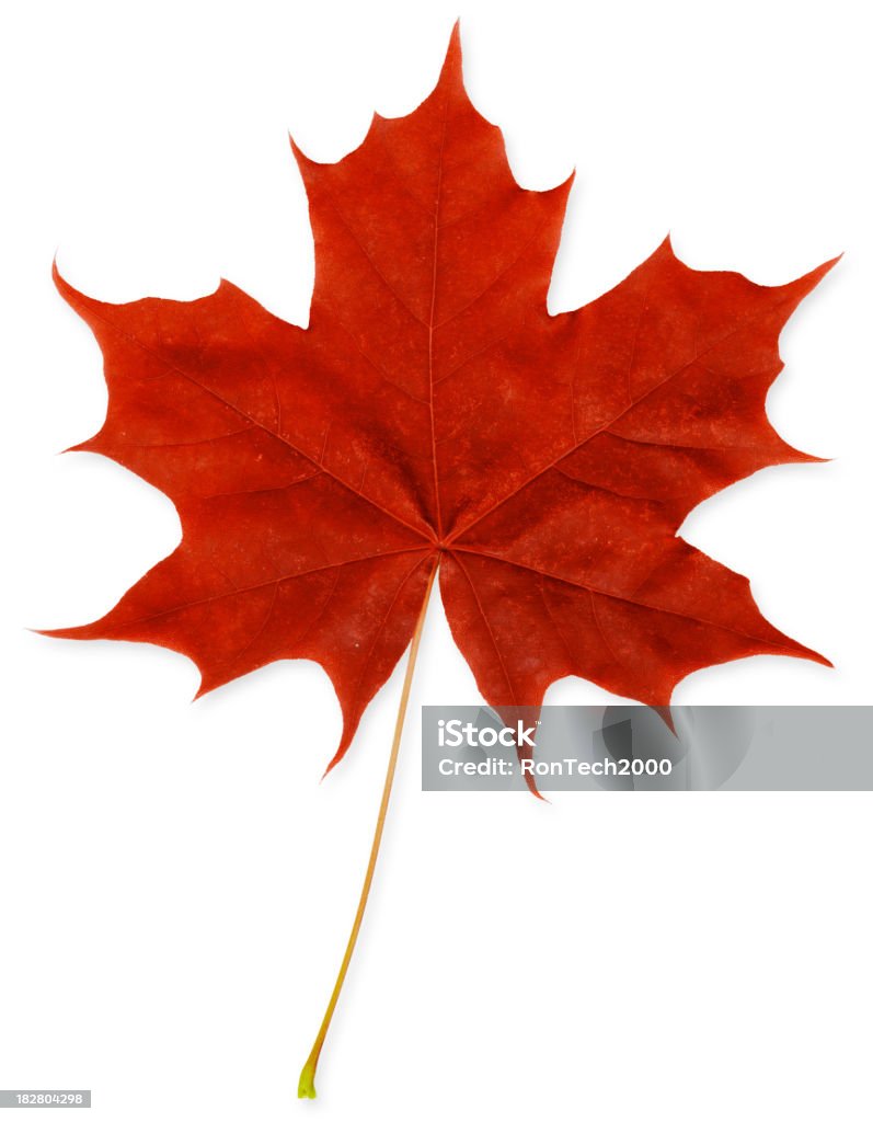 Red Maple Leaf XXXL canadian leaf / canadian maple tree / a red maple leaf Leaf Stock Photo