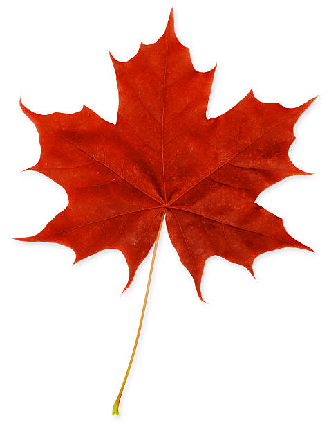 Red Maple Leaf XXXL stock photo