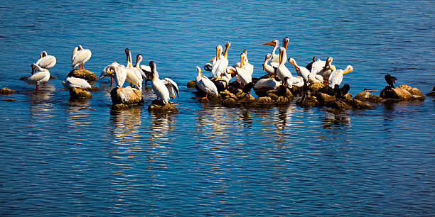 American White Pelicans Sunning and Grooming Themselves on Rocky Islands "American White Pelicans Sunning and Grooming Themselves on Rocky Islands. This image is well composed for stock photography with ample background for copy space.  The pelican is the new mascot for ecology, and it will be for a long time to come.  Please look at the small details of this image, these birds are very beautiful in the morning light! These lucky pelicans are clean and carefree." white pelican animal behavior north america usa stock pictures, royalty-free photos & images