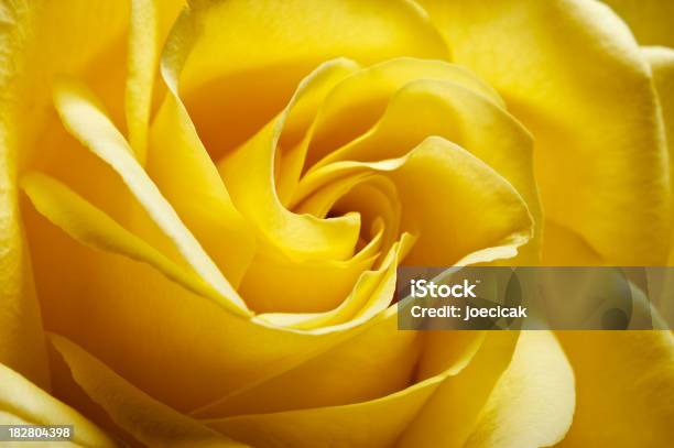 노란색 로즈 Extreme 클로즈업 0명에 대한 스톡 사진 및 기타 이미지 - 0명, 꽃 한송이, 꽃-식물