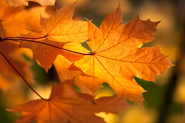 istock Beautiful autumn leaves 182804471