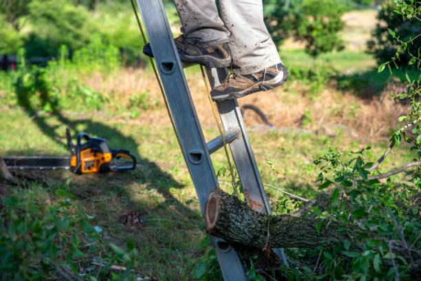 istock Working man climbs a ladder against a big tree with cut branches 1828046422
