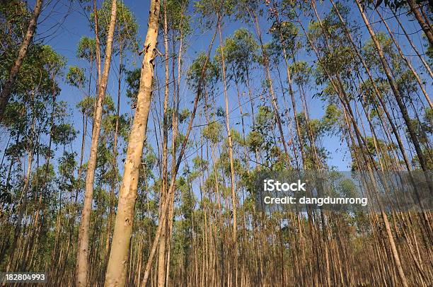 Foto de Fileira De Floresta De Eucalipto e mais fotos de stock de Azul - Azul, Bosque - Floresta, Céu - Fenômeno natural