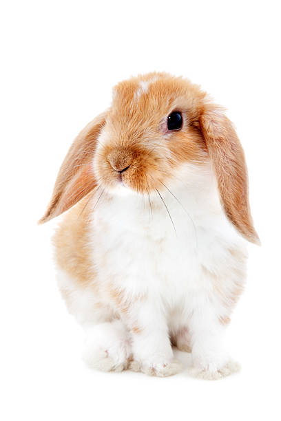 rabbit sitting on white background stock photo