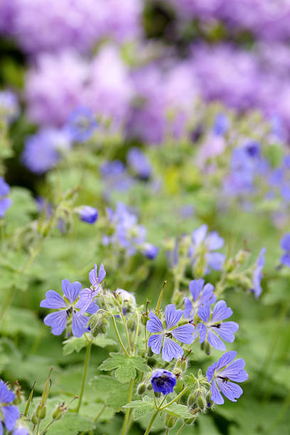 istock Geranium in front of Rhododendron 182805142